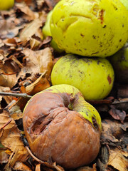 Fallen and decaying apples on a bed of dry leaves