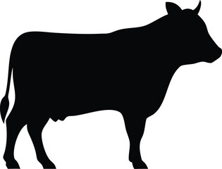 black and white cow