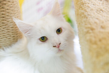 Fototapeta premium white fluffy cat