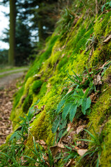 Enchanting Moss Covered Forest Floor Close Up