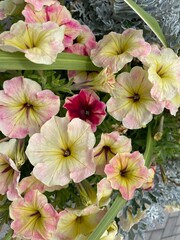 raspberry and yellow petunias in planter