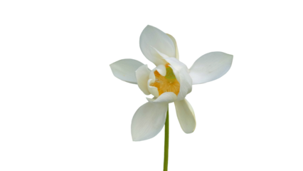  White Lotus Flower (Nelumbo nucifera) PNG. Sacred Aquatic Bloom for Spiritual, Botanical, and Zen-Themed Designs. Transparent Background.