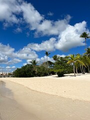 palm trees on the beach