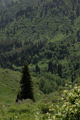 Obraz premium Jhaylyau Almaty