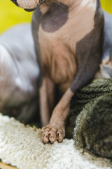 Sphynx kitten sleep in gray blanket. Naked hairless antiallergic domestic cat breed with big ears....