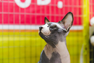 Sphynx cat looking at the camera. Hairless, two-tone, white and gray, Selective focus on the face.