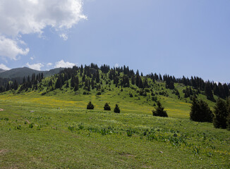 Green hillside with scattered trees under a blue sky at Kok Zhailau, Kazakhstan