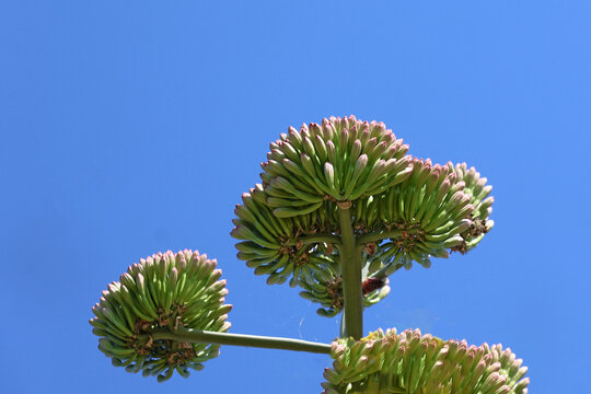 Fleure d une plante tropicale l agave d'Am&eacute;rique