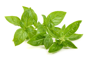 Basil Ocimum basilicum Herb, isolated on white background