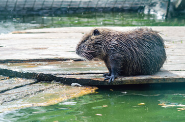 A wet nutria sits on boards near a pond