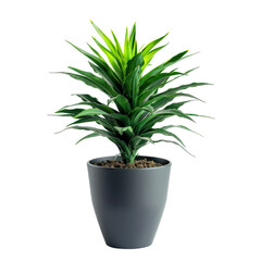 Fototapeta premium Potted plant, vibrant foliage