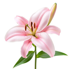 Fototapeta premium Elegant pink lily flower in bloom against a solid white background studio shot