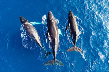 whales swimming on the sea