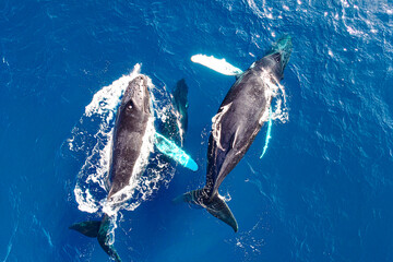 whales swimming on the sea