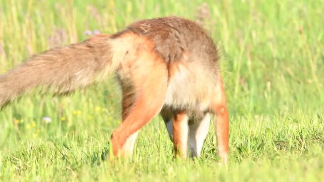 Fuchs auf Nahrungssuche