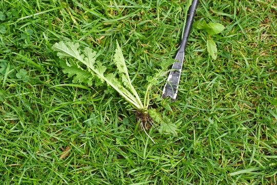 Hand Weeder, Manual Weed Puller on a lawn with a removed ragwort with roots. Grass. Summer, July, Netherlands. 
