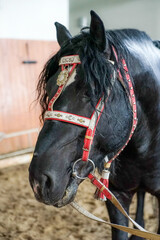 Close-up of a black horse's muzzle with a red and white bridle on its head The mane is black and...