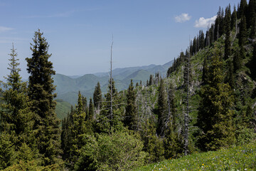 Dense forest with green and dry trees on mountain slopes at Kok Zhailau, Kazakhstan