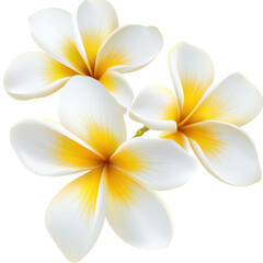 Fototapeta premium Exquisite arrangement of three plumeria flowers against a deep white background