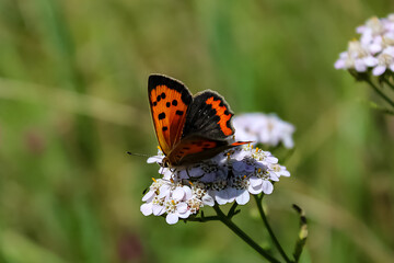 butterfly on  flower