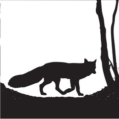 Red fox with bright orange shoes walking on a foggy forest path