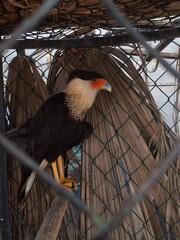 eagle in the cage