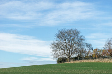 A lonely tree stands on green grass in a field against the blue sky and grass in the field is mown evenly.