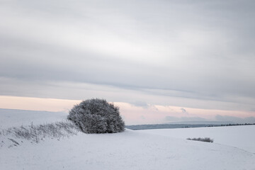 A lonely snow-covered tree stands in a snow-covered field against the backdrop of an evening cloudy sky and The street is empty and lonely