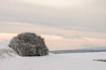 A lonely snow-covered tree stands in a snow-covered field against the backdrop of an evening cloudy...