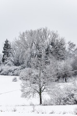 Winter evening landscape with a clearing in the middle of a field covered with snow and There is a path across the field, the sky is evening and dim
