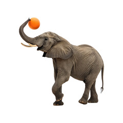 Obraz premium Playful elephant balancing an orange ball on its trunk while standing on hind legs isolated on transparent background