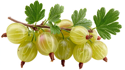 Green gooseberries on a branch with leaves gooseberry
