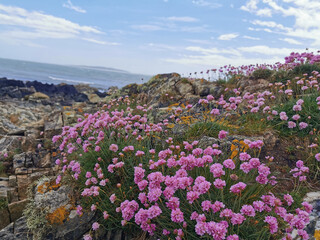 Obraz premium sea pink in bloom