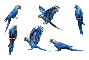 Watercolor exotic blue macaws bird on white background. © Artverza