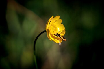 bee on yellow flower
