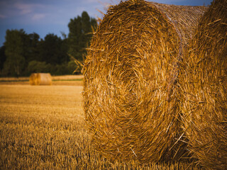 close-up of hay bale on harvested field with soft background 
