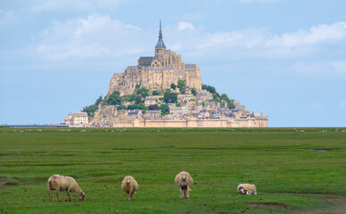 Sheep grazing in the meadow with the Mont Saint Michel in the background
