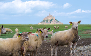 Sheep grazing in the meadow with the Mont Saint Michel in the background
