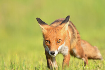 Fototapeta premium Fuchs Nahaufnahme