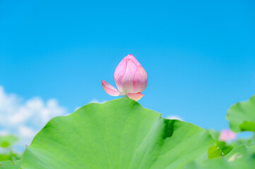 暑い夏の日に咲き始めるの蓮の花