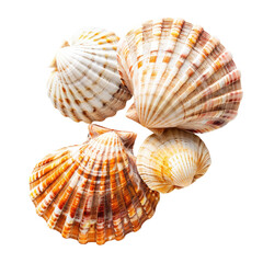 Obraz premium Close-up of four seashells