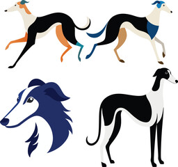 Obraz premium Borzoi Dog Color Vector Illustration