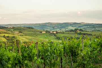 The Evening view of a green authentic valley in the Tuscany region of Italy In the distance, many houses, vineyards and other plants can be seen In the foreground, close-up, there are grape trees