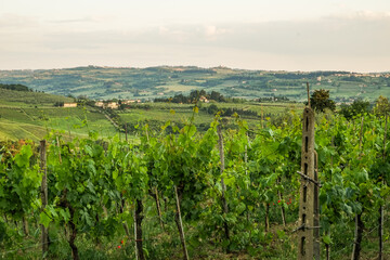 Naklejka premium The Evening view of a green authentic valley in the Tuscany region of Italy In the distance, many houses, vineyards and other plants can be seen In the foreground, close-up, there are grape trees