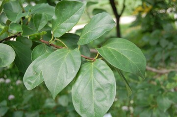 Leaves of Morus bombycis tree used in Korean herbal medicine