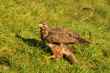 Mäusebussard