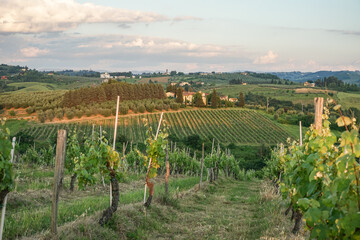 A beautiful countryside with vineyards and a house in the distance