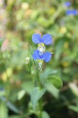 Commelina communis in bloom