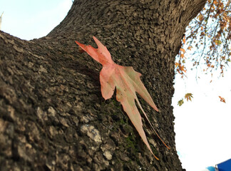 withered leaves and autumn leaf pictures, colorful leaves