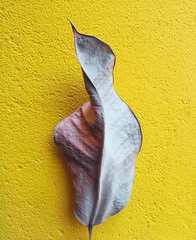 withered leaves and autumn leaf pictures, colorful leaves